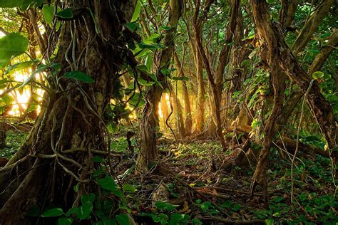  Le Coeur de la Jungle ? Un tourbillon chromatique et une ode à la nature sauvage!