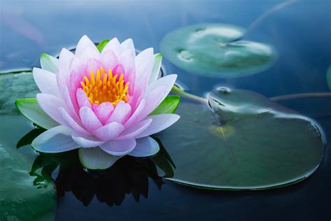  Le Vase aux Fleurs de Lotus: Symbole Spirituel et Maîtrise Technique dans la Céramique Hopi